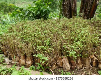 Sugar Substitute Stevia Plant And Stevia Seeds On The Field 