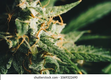 sugar trichomes cbd thc, concepts of grow and use of marijuana for medicinal purposes. Concepts legalizing weed Beautiful buds before harvest. cannabis grow indoor Macro shot