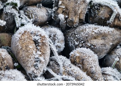 Sugar-beet growing, olericulture. Root crop are harvested before frosts and collected in storage bunch (outdoor bank), Storage is intermediate befor sorting and beet pile bunker - Shutterstock ID 2073965042