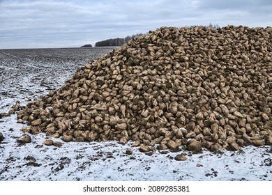 Sugar-beet growing, olericulture. Root crop are harvested before frosts and collected in storage bunch (outdoor bank), Storage is intermediate befor sorting and beet pile bunker - Shutterstock ID 2089285381