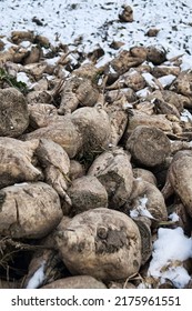 Sugar-beet Growing, Olericulture. Root Crop Are Harvested Before Frosts And Collected In Storage Bunch (outdoor Bank), Storage Is Intermediate Befor Sorting And Beet Pile Bunker