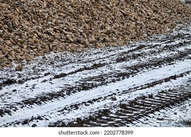 Sugar-beet Growing, Olericulture. Root Crop Are Harvested Before Frosts And Collected In Storage Bunch (outdoor Bank), Storage Is Intermediate Befor Sorting And Beet Pile Bunker