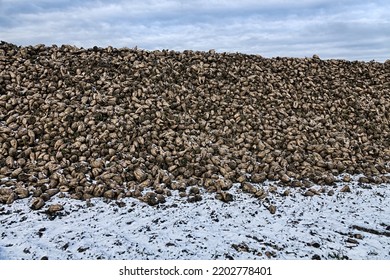 Sugar-beet Growing, Olericulture. Root Crop Are Harvested Before Frosts And Collected In Storage Bunch (outdoor Bank), Storage Is Intermediate Befor Sorting And Beet Pile Bunker