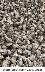 Sugar-beet Growing, Olericulture. Root Crop Are Harvested Before Frosts And Collected In Storage Bunch (outdoor Bank), Storage Is Intermediate Befor Sorting And Beet Pile Bunker