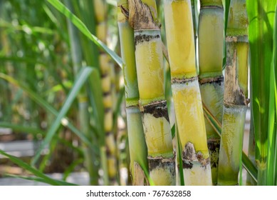 Sugarcane, agriculture economy.