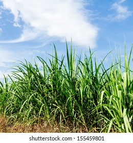 Sugarcane and blue sky background