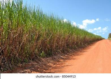 Sugarcane In Brazil