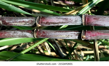 Sugarcane. Closeup Of Sugarcane. Black Sugarcane		