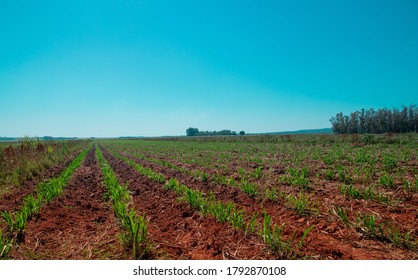 Sugarcane cultivation field in the Guaira area of Paraguay