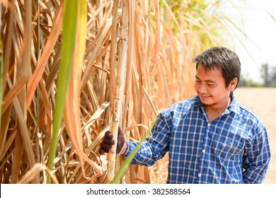 Sugarcane Farmer