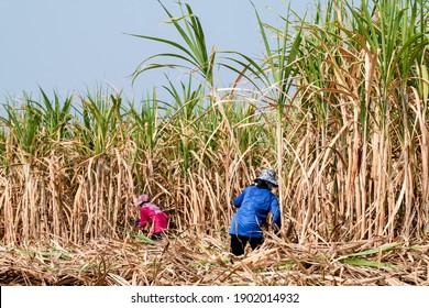 Sugarcane Farmer At Sugar Cane Field In Harvest Season, Sugarcane Plantation, Sugarcane Worker In Farmland