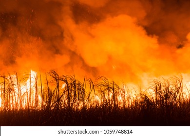 Sugarcane Field Burns At Night For Harvest.