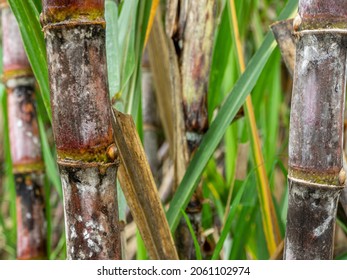 Sugarcane, a field crop for agriculture in Thailand.