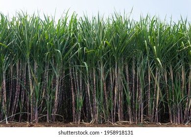 Sugarcane field with full grown crop, Kolhapur, Maharashtra, India. - Shutterstock ID 1958918131