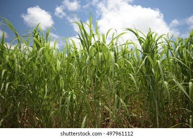 沖縄 サトウキビ の写真素材 画像 写真 Shutterstock