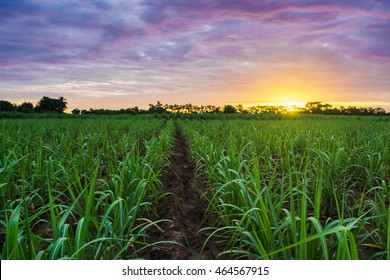 Sugarcane field at sunset. - Shutterstock ID 464567915