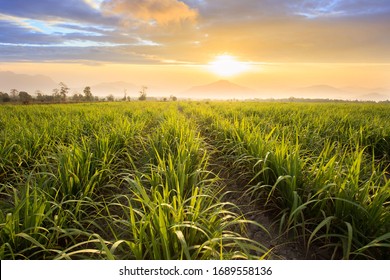 Sugarcane field at sunset. sugarcane is a grass of poaceae family. it taste sweet and good for health. Well known as tebu in malaysia - Shutterstock ID 1689558136