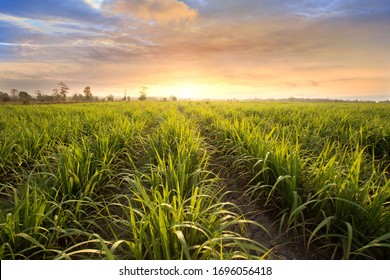 Sugarcane field at sunset. sugarcane is a grass of poaceae family. it taste sweet and good for health. Well known as tebu in malaysia