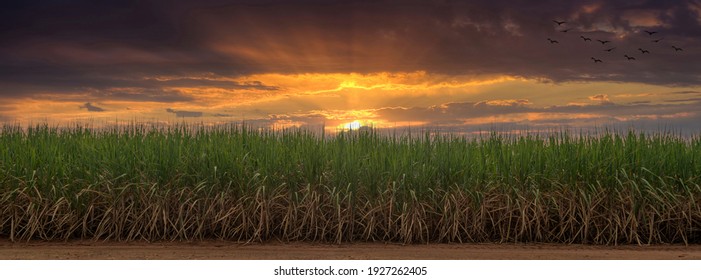Sugarcane field at sunset. sugarcane is a grass of poaceae family. it taste sweet and good for health