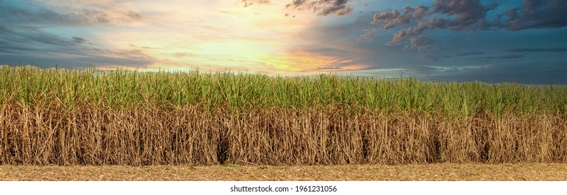 Sugarcane field in sunset. sugarcane is a grass of poaceae family. it taste sweet and good for health
