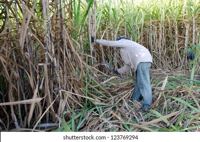 Sugarcane Field And Worker