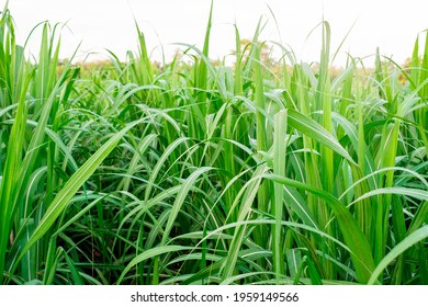 Sugarcane, in sugarcane fields in the rainy season, has greenery and freshness. Shows the fertility of the soil