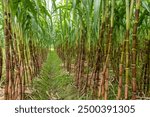 Sugarcane fields, sugarcane is the world