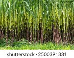 Sugarcane fields, sugarcane is the world