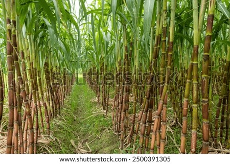 Sugarcane fields, sugarcane is the world's largest crop by production quantity.