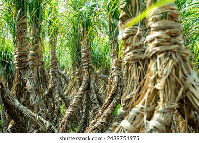 Sugarcane is a giant tropical grass from the family Graminaceae, whose stalk can store a crystallizable sugar, sucrose. Sugarcane is a water-intensive crop that remains in the soil all year long
