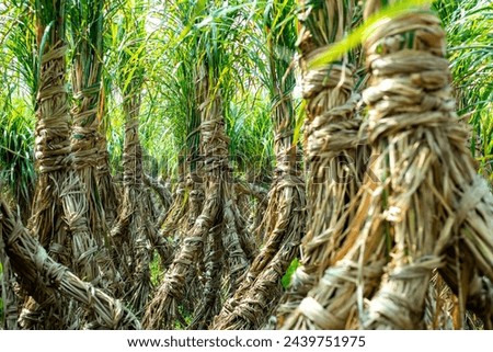 Sugarcane is a giant tropical grass from the family Graminaceae, whose stalk can store a crystallizable sugar, sucrose. Sugarcane is a water-intensive crop that remains in the soil all year long