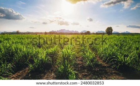 Sugarcane growing in the fields in sunset