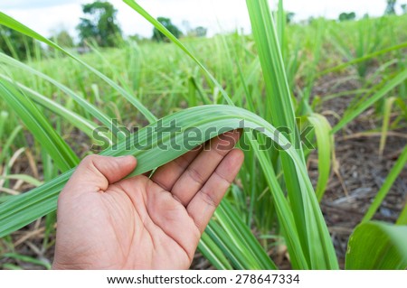 Sugarcane leaf with hand 商業照片 © 