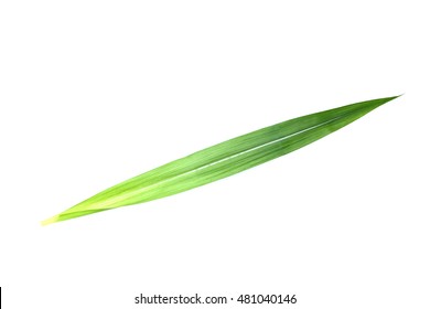 Sugarcane Leaf On Isolated White Background