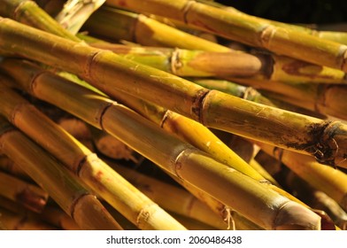 Sugarcane On The Coast Of Brazil