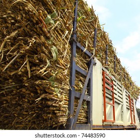 Sugarcane On A Trailer Ready To Go To The Sugar Factory.