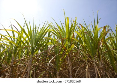 Sugarcane Plantation Stock Photo 371820568 | Shutterstock