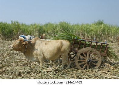 sugarcane plantation in Maharashtra,India.