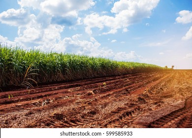 Zuckerrohrplantage auf trockenem Boden mit Himmel im Sommer.