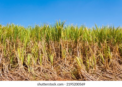 4,227 Sugarcane molasses Images, Stock Photos & Vectors | Shutterstock