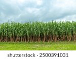 Sugarcane plantation with sky background in Bangladesh.