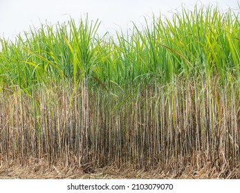 Sugarcane plantations,the agriculture tropical plant in Thailand - Shutterstock ID 2103079070