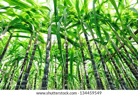 sugarcane stalks rohrohrzucker rhum officinarum saccharum extract lombagine kg rohrzucker