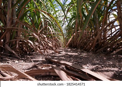 Sugarcane Production Field And Cutural Practice