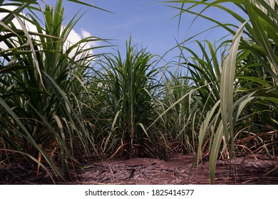 Sugarcane Production Field And Cutural Practice