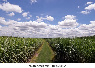 Sugarcane Production Field In Thailand