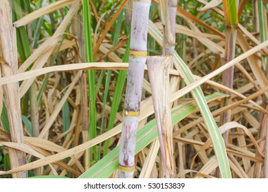 Sugarcane Production Of Sugar Industry