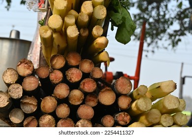 Sugarcane sticks cross section as circles - Shutterstock ID 2254411327