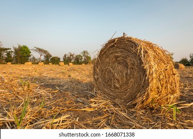  Sugarcane Straw On The Field Or Biomass From Trash