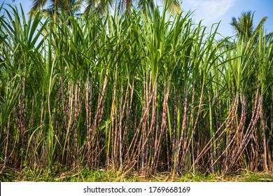 Sugarcane or sugar cane refer to several species and hybrids of tall perennial grasses in the genus Saccharum, tribe Andropogoneae, that are used for sugar production.
